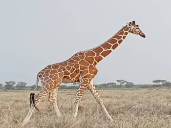 Budget Mara Package Full Board 2Pax