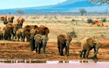 7 Days Kenya Budget Standard Camps And lodge Safari Tour