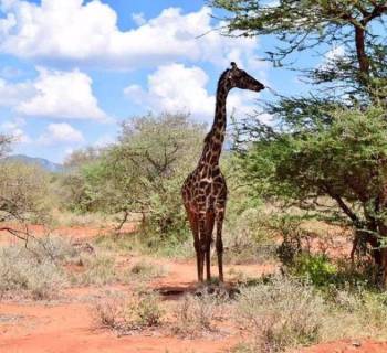 08 Days Kenya Luxury Lodge Safari Tour