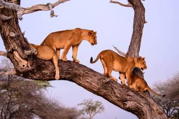 8D 7N Kenya And Tanzania Private Lodging-Camp Safari Tour