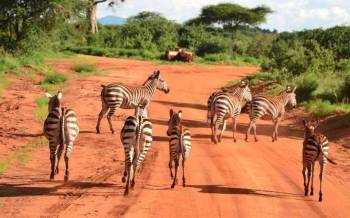 3 Days 2 Nights Safari To Tsavo East National Park From Mombasa