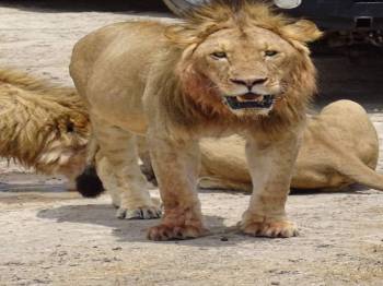 6-Day Tanzania Honeymoon Safari Itinerary