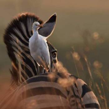 🦓 6-Day Midrange Safari – Tanzania
