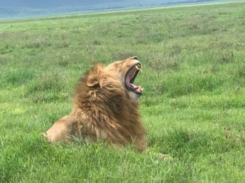 🌍 7-Day Kenya & Tanzania Midrange Safari Itinerary