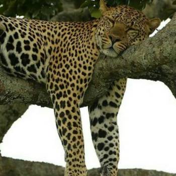 🍼 6-Day Luxury Calving Season Safari – Tanzania