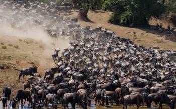 7-Day Great Migration Luxury Safari - Tanzania