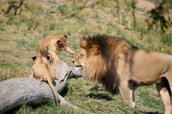 6-Day Luxury Family Safari – Tanzania