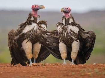 🦜 5-Day Luxury Birdwatching Safari – Tanzania