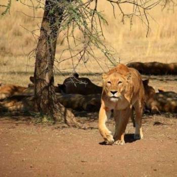 🏞️ 5-Day Tanzania Safari – Midrange (Ol Doinyo Lengai & Lake Natron)