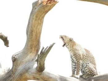 6-Day Luxury Safari & Zanzibar Combo – Tanzania