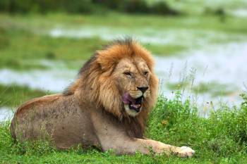 🐘 5-Day Mikumi & Ruaha Safari Adventure