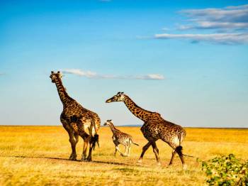 🌍 6-Day Ruaha & Cultural Safari