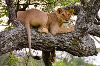 🦁 5-Day Northern Tanzania Safari + Serval Wildlife Visit