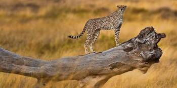 🦁 Masai Mara Day Trip from Nairobi (Fly-In Safari)
