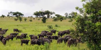 🐘🦁 4-Day Safari in Kenya (Mid-Range)