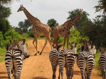 🐘🦁 6-Day Mid-Range Kenya Safari Itinerary