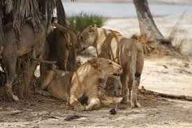 🐘🦁 8-Day Classic Kenya Safari Itinerary