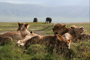 🦁🌍 5-Day Kenya Safari & Cultural Experience