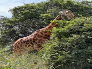 6 days 5 nights  best of Kenya Itinerary