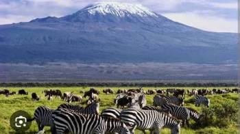 AMBOSELI NATIONAL PARK DAYTRIP