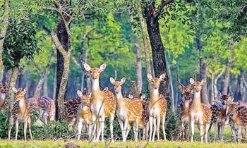 2Nights 3Days Adventure Sundarbon Tour Package