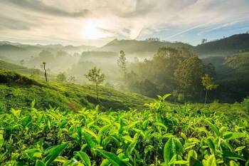 4 Day Munnar Tour Package