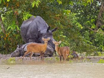 4 Night Kaziranga - Shillong - Cherrapunji Tour