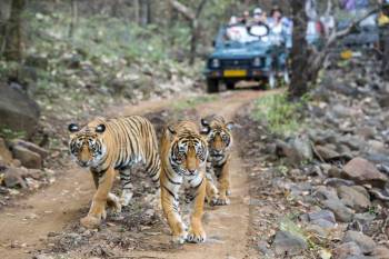 5 Night Jaipur - Ranthambore - Udaipur Tour Package