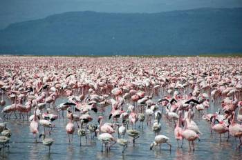 4 Days Nakuru - Masai Mara Luxury Lodges Tour