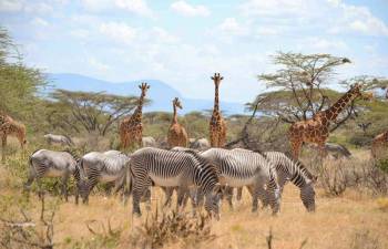 13 Days Best Of East Africa Luxury Safari - Kenya - Tanzania Tour