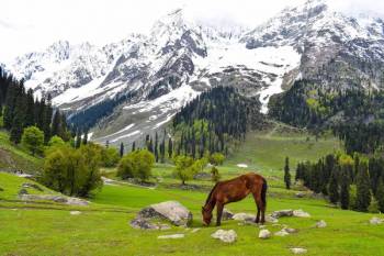 5N - 6D Kashmir Day Wise Package