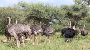 3 Days Wildlife Safaris
