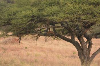 4 Days wildlife safaris