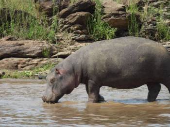 5 Days 4 Nights Masai Mara, Lake Nakuru & Lake Naivasha Budget Safari