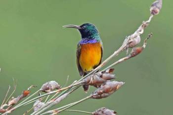 Birding Adventure 7 Days - 6 Nights Tour