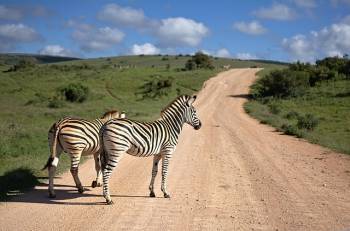 2 Days 1 Night Midrange Safari Tarangire & Lake Manyara Safari