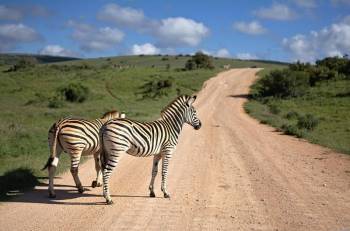 6 Days 5 Nights Tarangire Serengeti Ngorongoro Crater Lake Manyara Safari