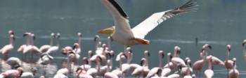 3 NIGHTS TO LAKE NAKURU & MAASAI MARA