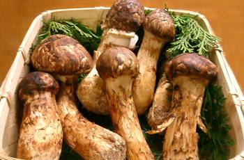 10 Night Bhutan - Matsutake Mushroom Festival Tour