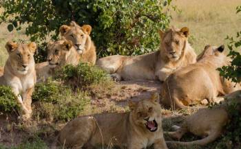 Selous Nationa Park Day Trip from Zanzibar