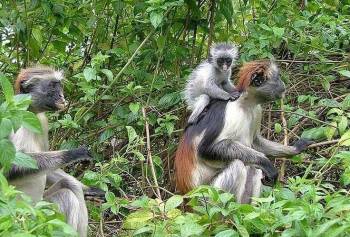 3 Days Zanzibar Combination Tour