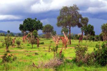 1 Day Mikumi National Park Tour