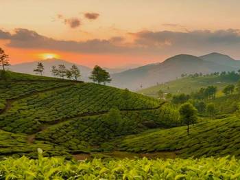 Munnar 1 Night 2 Day Tea Gardens - Waterfalls Tour