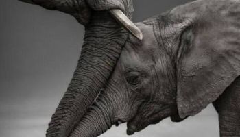 Kenya Safari 11 Days 10 Nights 4 Adults