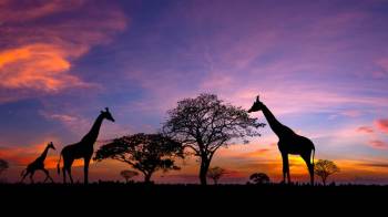 6 Nights 7 Days Bush To Beach Tour