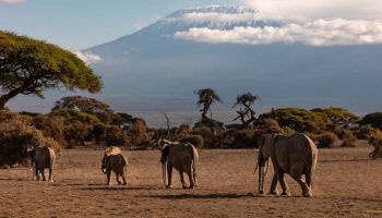 Machame Route - 8 Days Tour