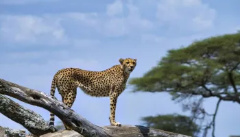 11 Days East Africa Classic Safari Tour