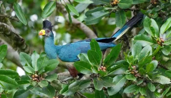 9 Days Wings Of Kenya - A Birdwatching Safari Tour