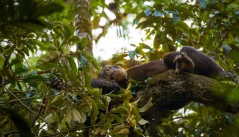 10 Days Epic Uganda Tour