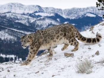 7N 8D Snow Leopard Trek Tour